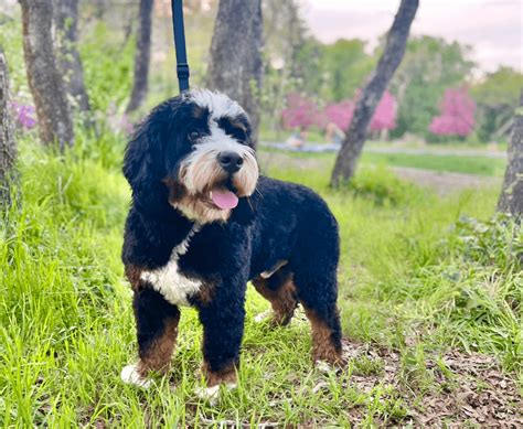 Full Grown Bernedoodle: How Big Do Bernedoodles Get? Bernese Mountain ...