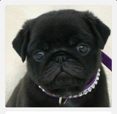 Down Syndrome Dog & Puppy (With images) | Pug puppies, Cute pugs, Baby pugs