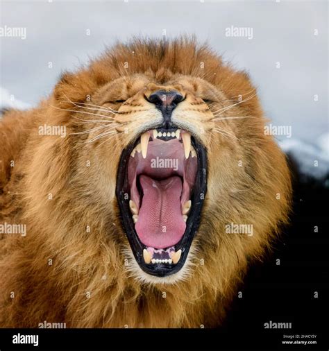 Roaring lion portrait hi-res stock photography and images - Alamy