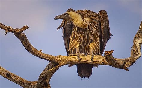 The Sixteen Species Of Old World Vultures Living Today - WorldAtlas.com