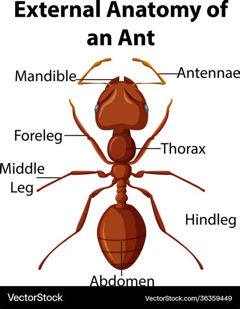 External anatomy an ant on white background Vector Image