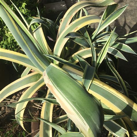 Agave americana 'Variegata', Variegated Century Plant – Dancing Oaks ...