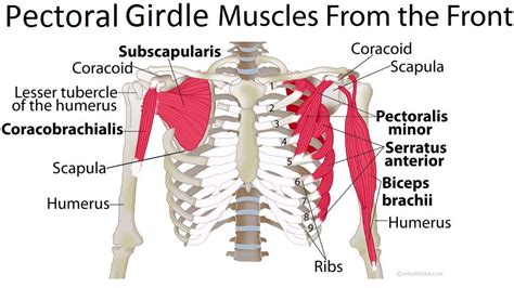 Shoulder Girdle Muscles Diagram