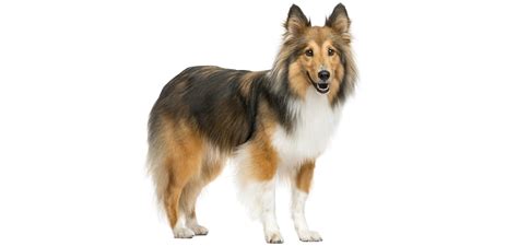 Breed Shetland Sheepdog Sheltie | Seattle Purebred Dog Rescue