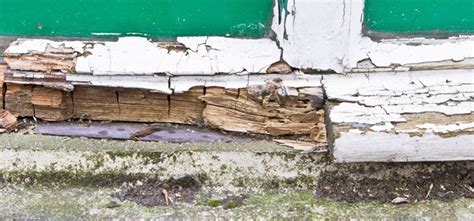 Dry Rot Treatment Can Transform Your Property - Acupuncture Practice