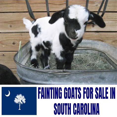 Fainting Goats for Sale in South Carolina: Current Directory of ...