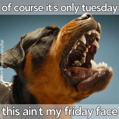 Funny Tuesday Dog Pictures