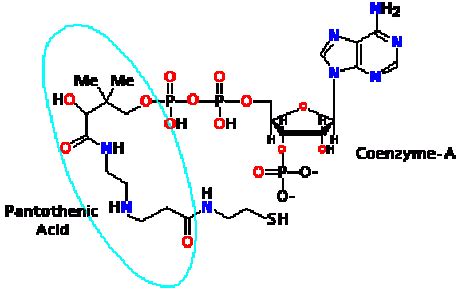 Pantothenic Acid, Vitamin B5 for Acne - Jeffrey Dach MD