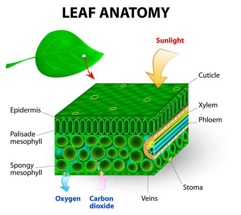 [DIAGRAM] Printable Leaf Diagram - MYDIAGRAM.ONLINE