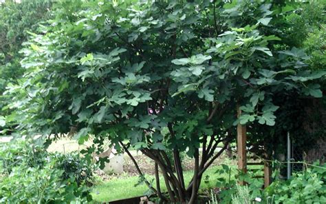 Buy Brown Turkey Fig Tree For Sale Online From Wilson Bros Gardens