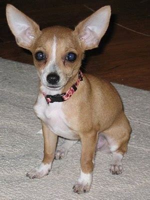 Chipin Dog Breed Information and Pictures