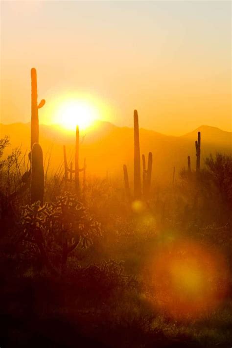 How Often Does a Cactus Bloom? Steps to get your Cacti to Flower