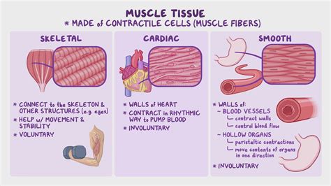 Cardiac Smooth And Skeletal Muscle