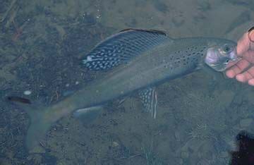 Arctic Grayling Thymallus arcticus - Utah Fishing - Fishingopedia