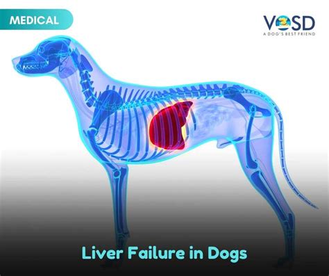 Liver Failure in Dogs – VOSD