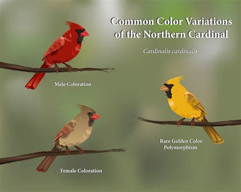 Kara Perilli - Cardinal Color Variations