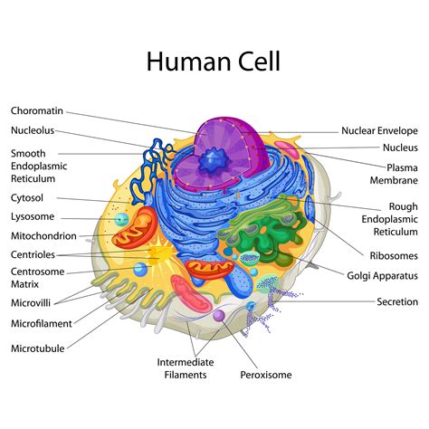 Education Chart of Biology for Human Cell Diagram – Best Acupuncture llc