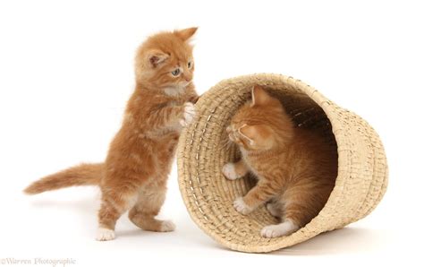 Pictures Of Kittens Playing - Pictures Of Animals 2016