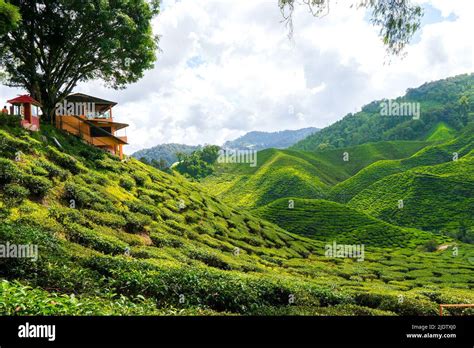 Tea Plantation Cameron Highlands (Cameron Valley Stock Photo - Alamy