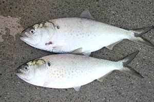 - Great News for Atlantic Menhaden!