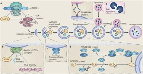 Ubiquitination Pathway Associated Antibodies - FineTest ELISA Kit ...