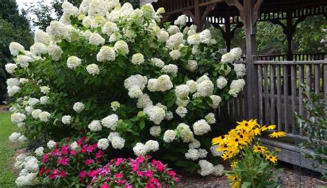 Looking To Grow Hydrangeas In The Sun? : NorthEscambia.com