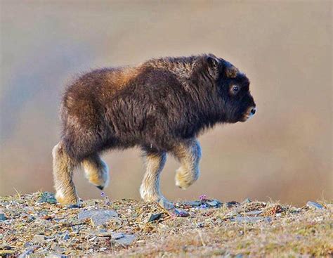 A baby bison : r/aww