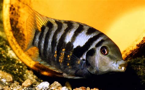 12 Convict Cichlid Tank Mates - Amazing Cichlids