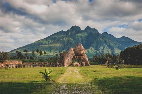 Why Visit Volcanoes National Park in Rwanda | Drink Tea & Travel