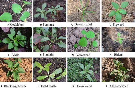 Sunflower Seedling Identification