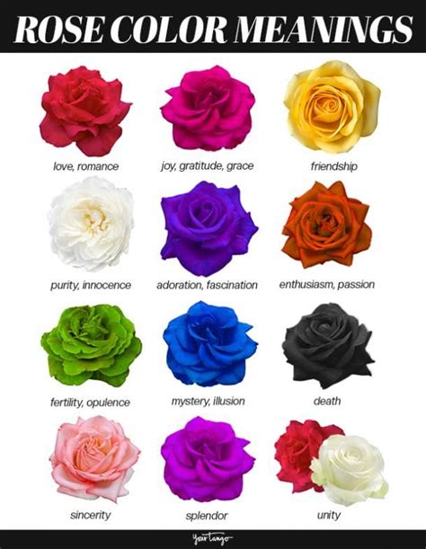 Rose Color Meanings: Uncover the Symbolism of Different Color Roses