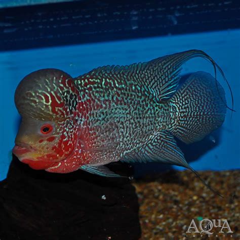 Flowerhorn Cichlid 2 – Aqua Imports – Online Store