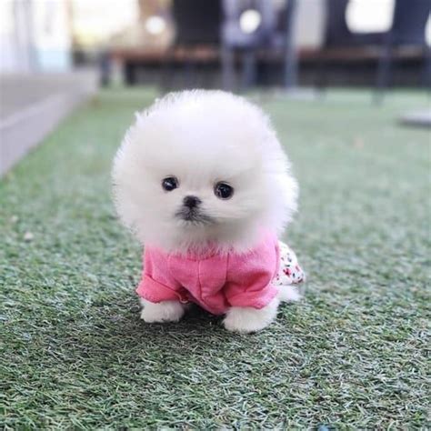 Buy Teacup Pomeranian Puppies/Dogs for Sale in Delhi, NCR India