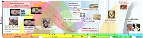 Stages of death - Wikipedia