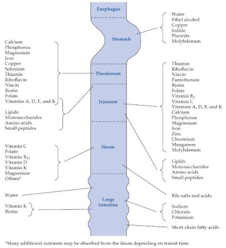 Site of absorption of Vitamins, Minerals and Nutrients | Epomedicine