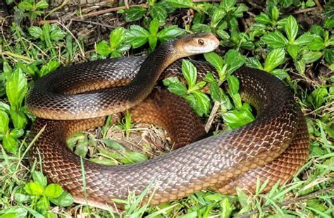 Taipan - Description, Habitat, Image, Diet, and Interesting Facts