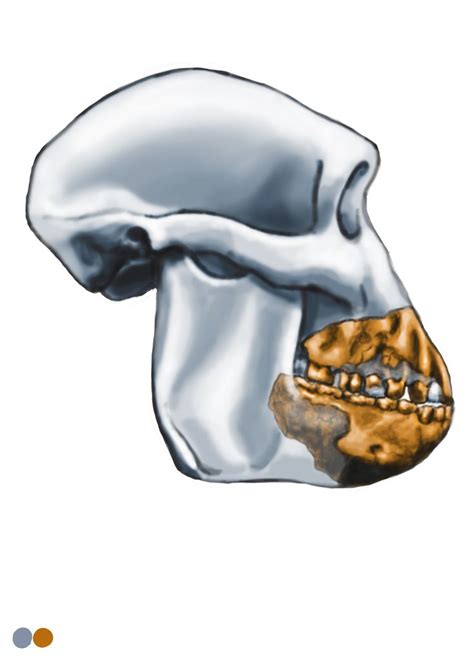 Australopithecus anamensis - skull reconstriction by Eduard Olaru ...