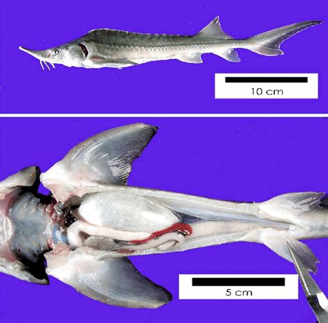 Fresh specimens view. Upper photograph show the lateral view of the ...