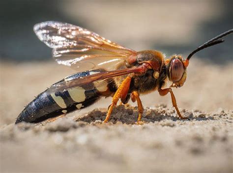 Cicada Killer Wasps | What Midwest Residents Need To Know