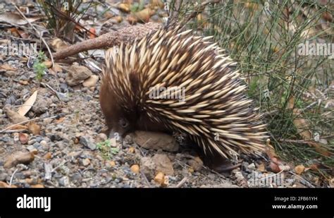 Spiny anteater egg Stock Videos & Footage - HD and 4K Video Clips - Alamy