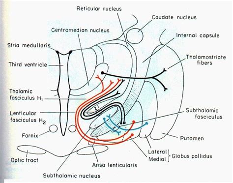 Caudate Nucleus, Anatomy, Map, Location Map, Maps, Artistic Anatomy