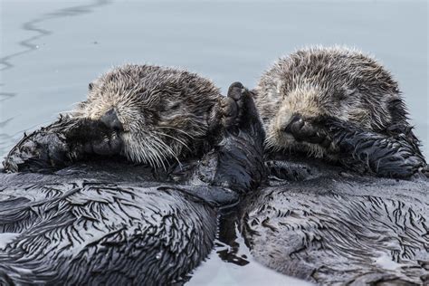 Sea Otters Holding Hands When They Sleep