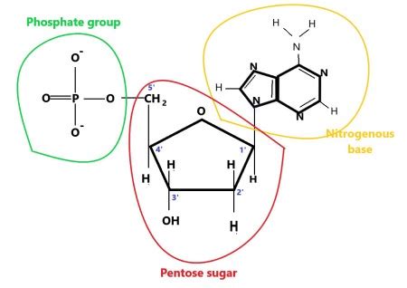 Nucleotides are added to 3' end of a growing DNA polymer. a. Draw 2 ...