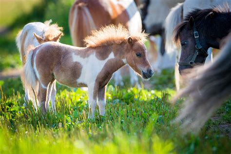 Dwarf Miniature Horses