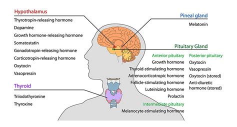 The Hypothalamus | Hypothalamic Hamartomas | Hope for HH