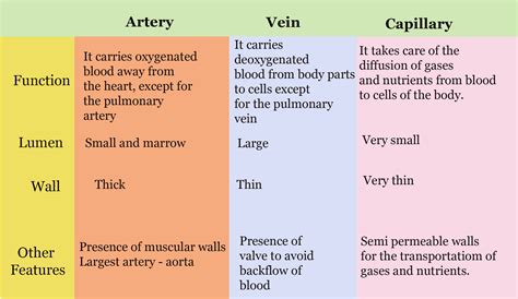 Structure Of The Blood Vessels