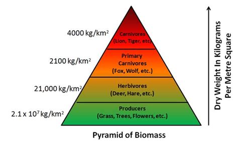 Ecological Pyramid | Definition, Number, BioMass, Energy Pyramids