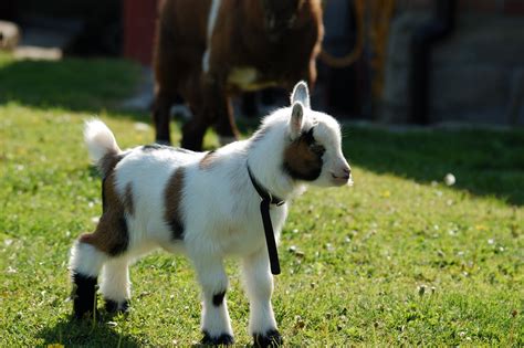 Maiden Castle Cottages - Pygmy Goats: Pygmy Goat Kids for sale