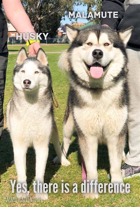 #DidYouKnow Husky vs. Malamute - See the difference? We know that not ...