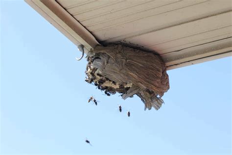 Paper Wasp Nest Vs Hornet Nest